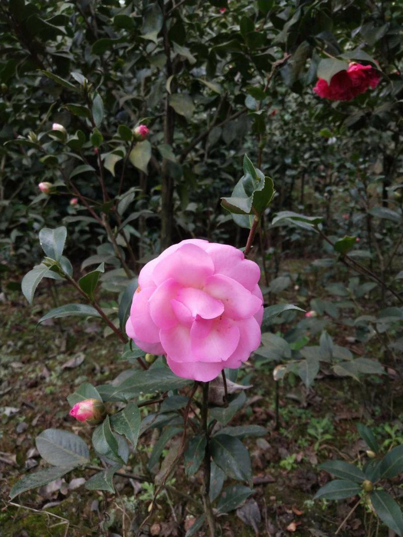 四季，茶花，四川宜宾茶花种植基地，品种多，价格便宜