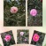 四季，茶花，四川宜宾茶花种植基地，品种多，价格便宜