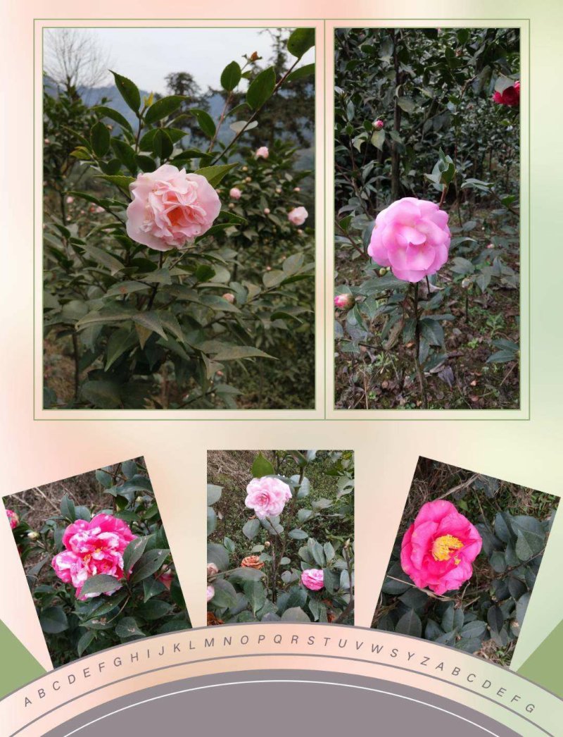 四季，茶花，四川宜宾茶花种植基地，品种多，价格便宜
