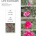 四季，茶花，四川宜宾茶花种植基地，品种多，价格便宜