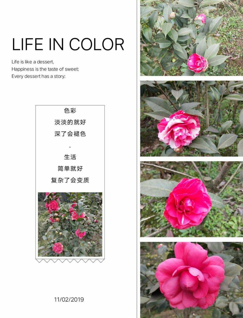 四季，茶花，四川宜宾茶花种植基地，品种多，价格便宜