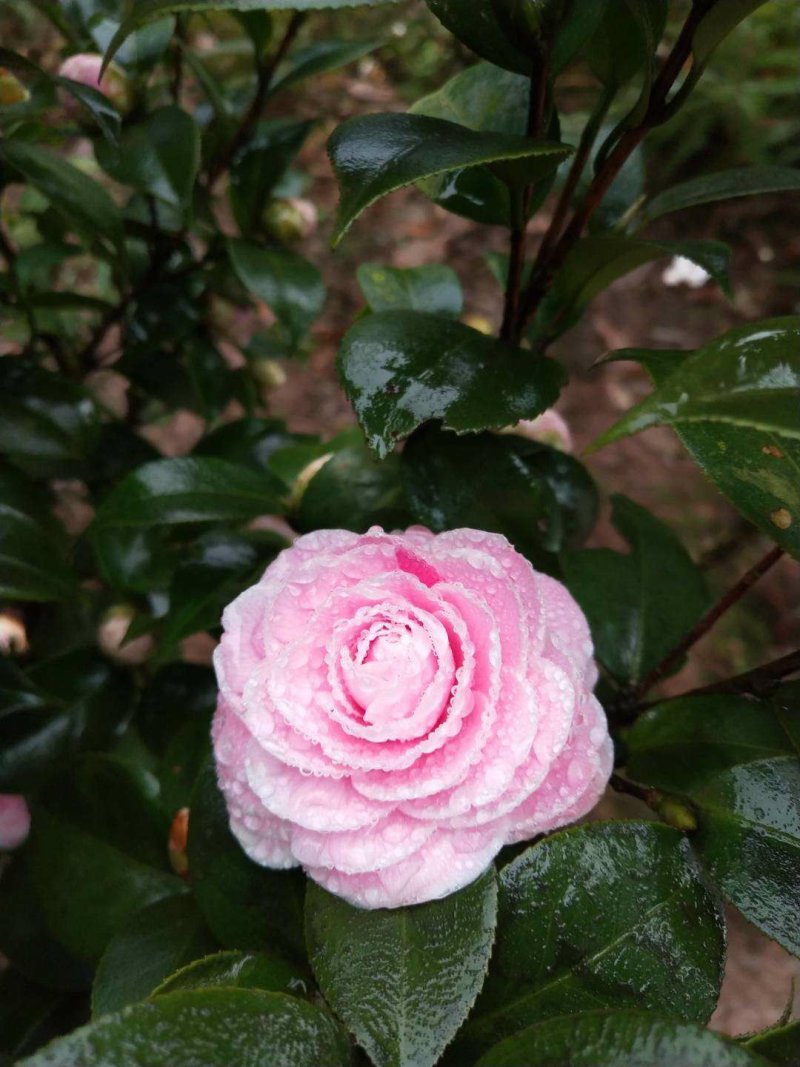 四季，茶花，四川宜宾茶花种植基地，品种多，价格便宜