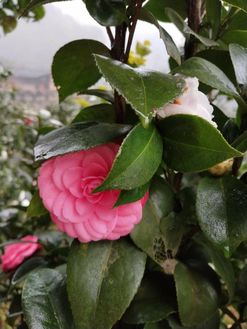 四季，茶花，四川宜宾茶花种植基地，品种多，价格便宜