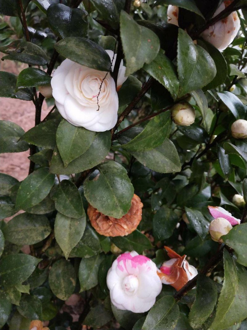 四季，茶花，四川宜宾茶花种植基地，品种多，价格便宜