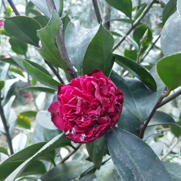 四季，茶花，四川宜宾茶花种植基地，品种多，价格便宜