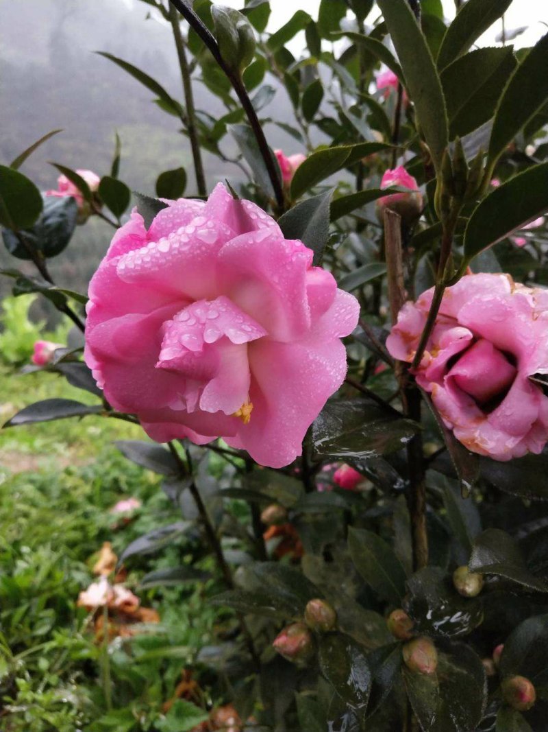 四季，茶花，四川宜宾茶花种植基地，品种多，价格便宜