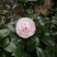 四季，茶花，四川宜宾茶花种植基地，品种多，价格便宜