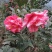 四季，茶花，四川宜宾茶花种植基地，品种多，价格便宜