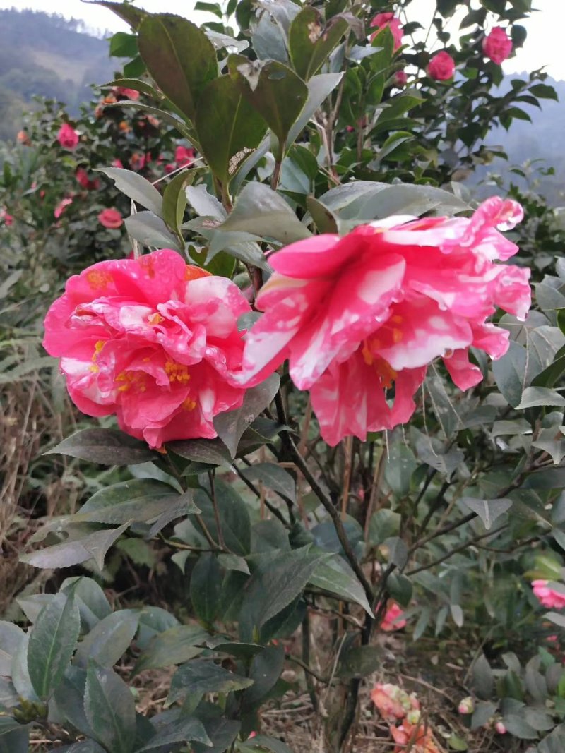 四季，茶花，四川宜宾茶花种植基地，品种多，价格便宜