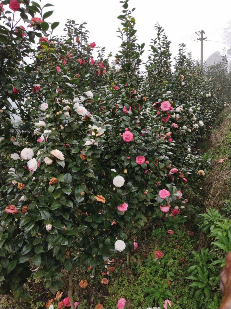 四季，茶花，四川宜宾茶花种植基地，品种多，价格便宜