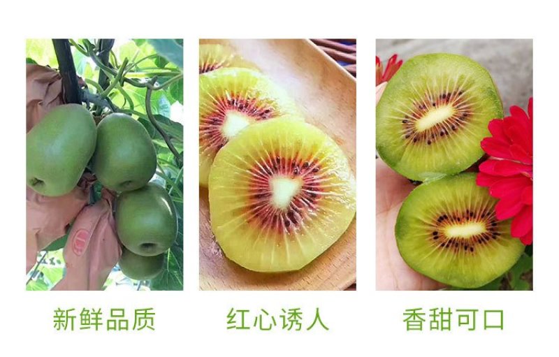 【一件代发】优选四川蒲江红心猕猴桃……原产地直发