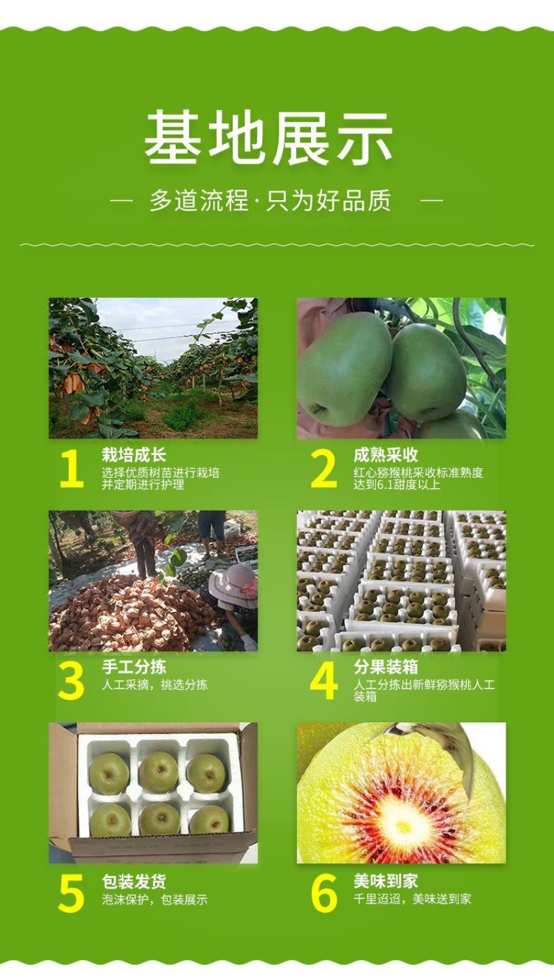 【一件代发】优选四川蒲江红心猕猴桃……原产地直发