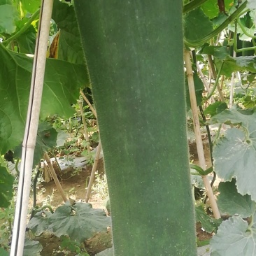 精品黑皮冬瓜河北质量好产地直发价优