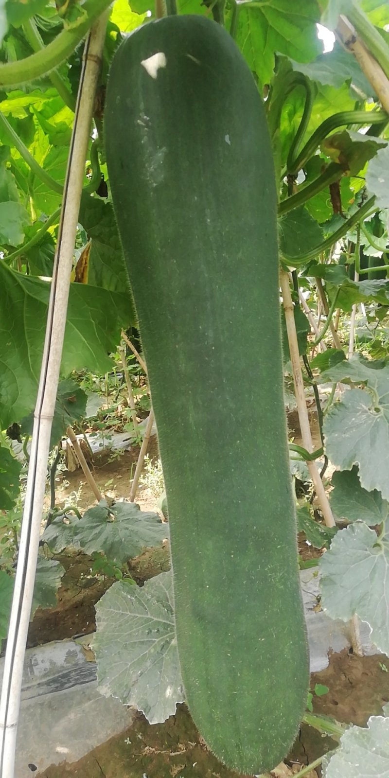 精品黑皮冬瓜河北质量好产地直发价优