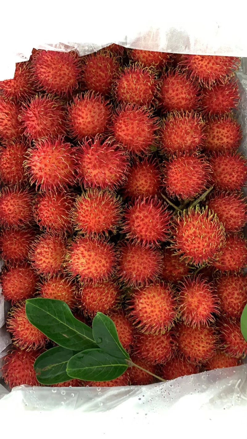 热带水果