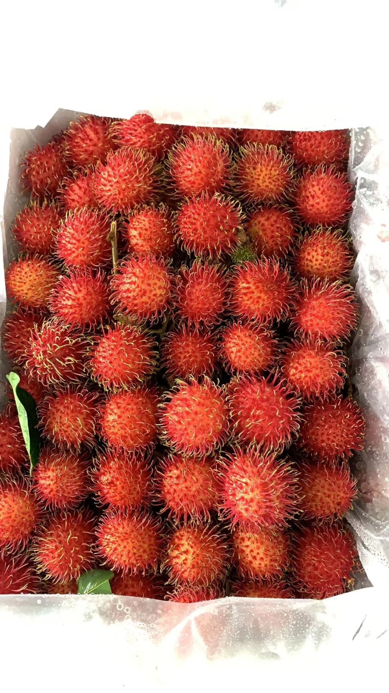 热带水果