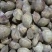 新鲜鲜活超大无沙蛤蜊花蛤文蛤花甲贝类海鲜深海美贝
