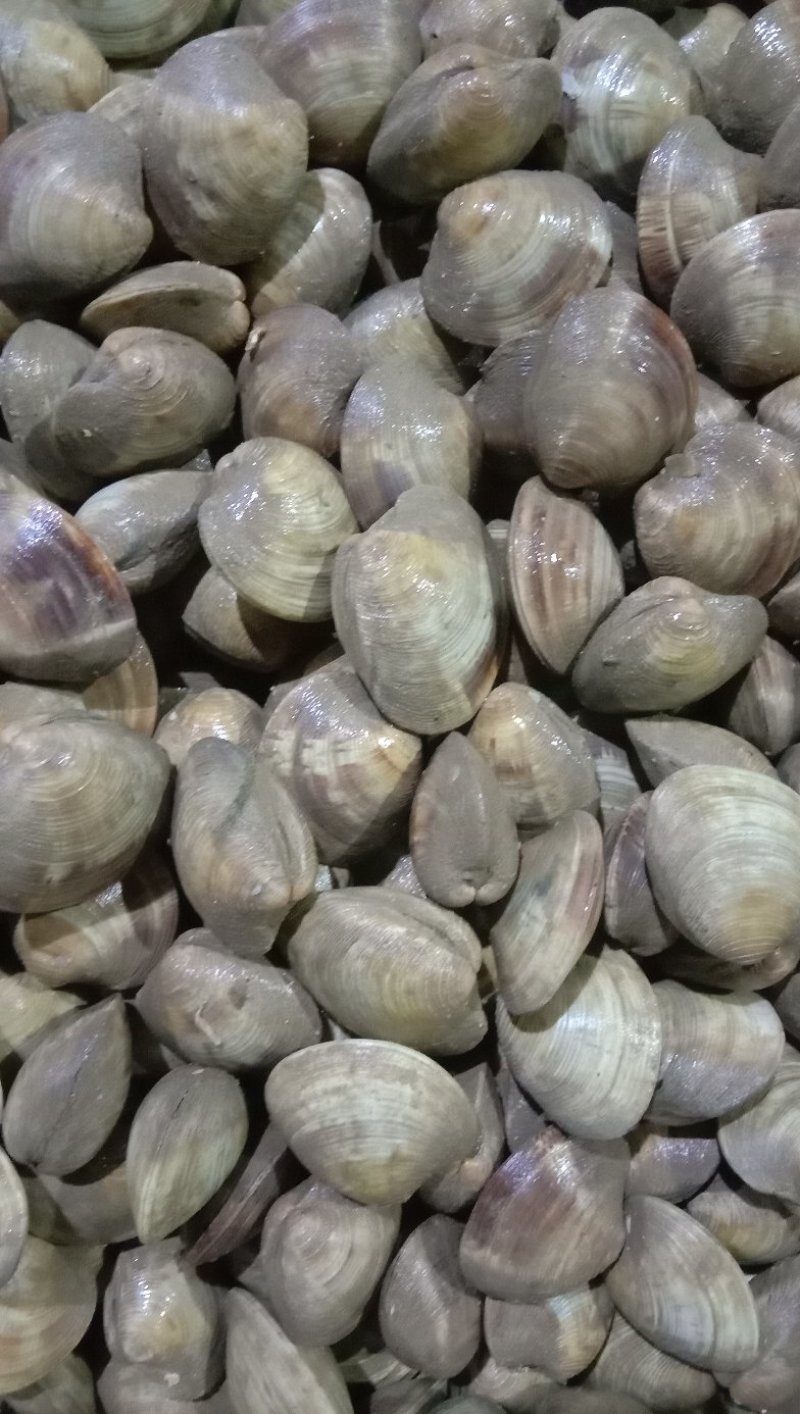 新鲜鲜活超大无沙蛤蜊花蛤文蛤花甲贝类海鲜深海美贝
