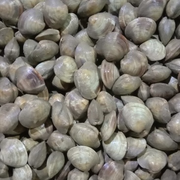 新鲜鲜活超大无沙蛤蜊花蛤文蛤花甲贝类海鲜深海美贝