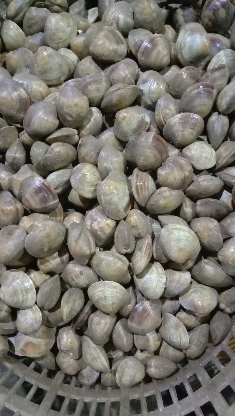 新鲜鲜活超大无沙蛤蜊花蛤文蛤花甲贝类海鲜深海美贝