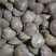 新鲜鲜活超大无沙蛤蜊花蛤文蛤花甲贝类海鲜深海美贝