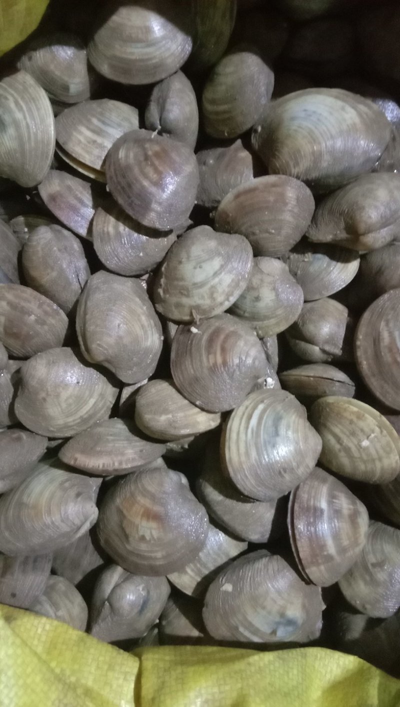 新鲜鲜活超大无沙蛤蜊花蛤文蛤花甲贝类海鲜深海美贝