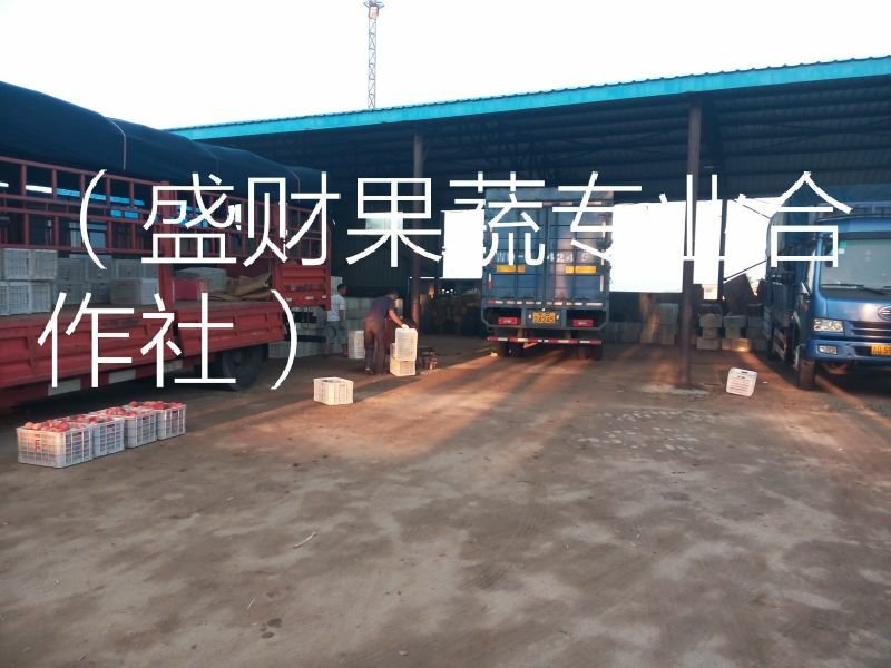 河北沿海地区晚熟美八苹果，80以上脆甜青红色不面不起沙