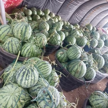 浙江麒麟西瓜皮薄脆甜口感好