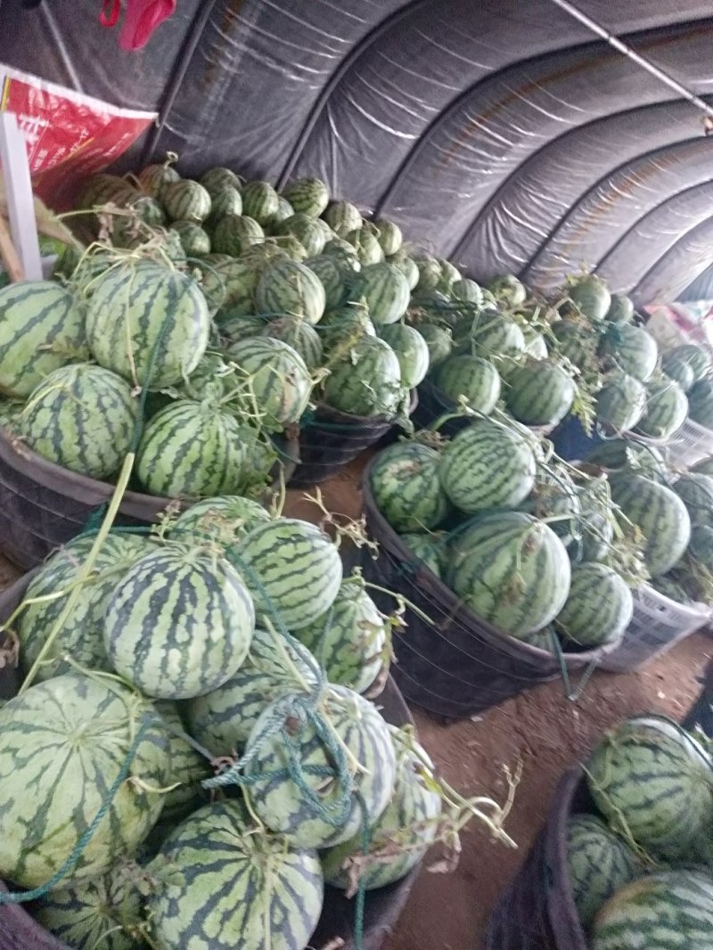 浙江麒麟西瓜皮薄脆甜口感好