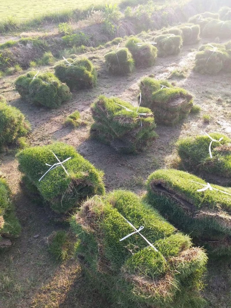 马尼拉草皮