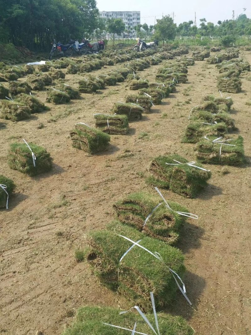 马尼拉草皮