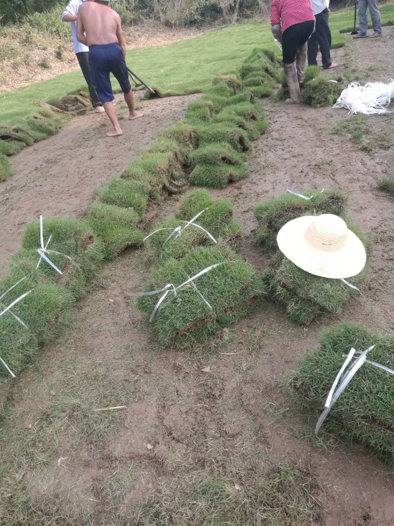 马尼拉草皮