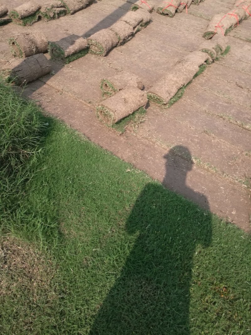 马尼拉草皮