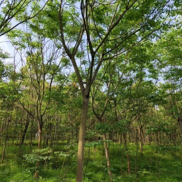 香樟容器苗