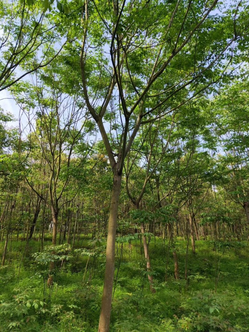 香樟容器苗