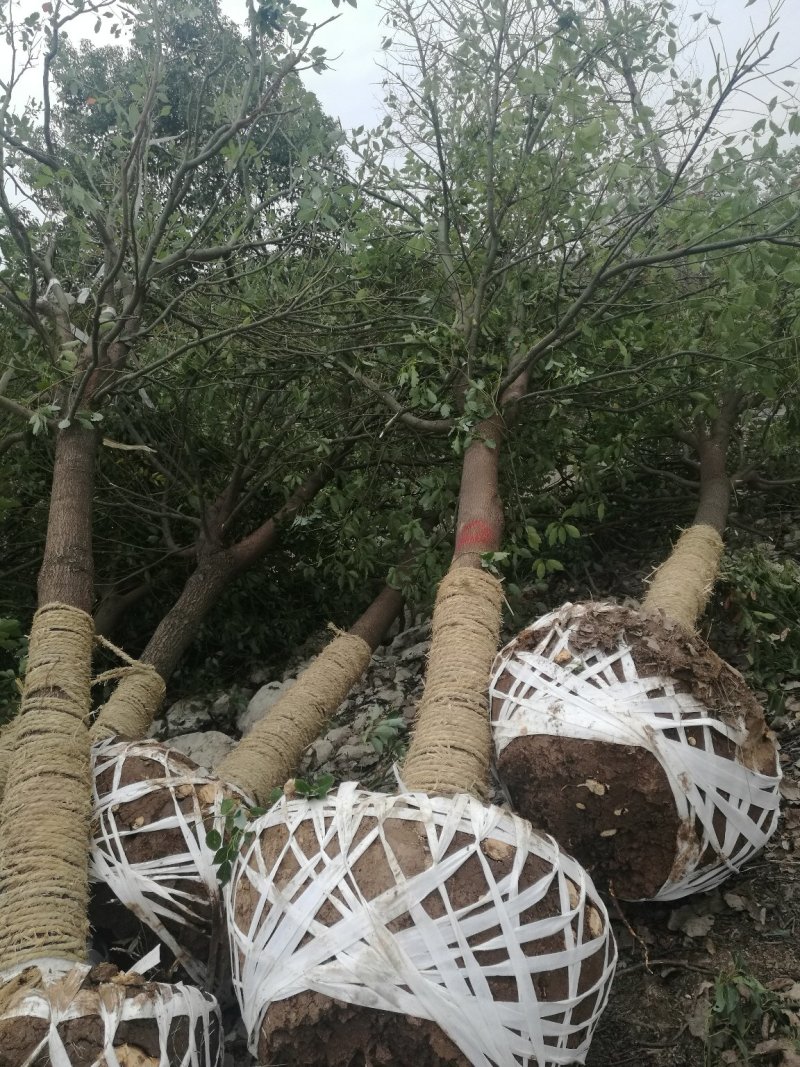 香樟