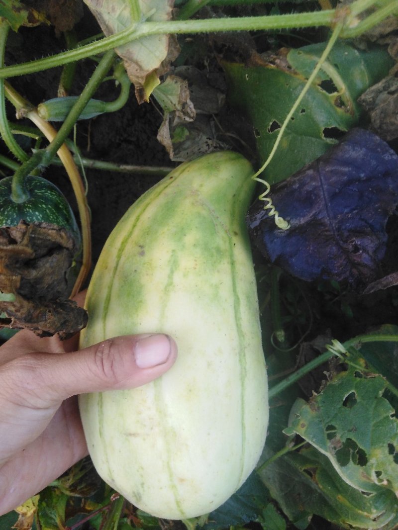 香瓜甜瓜脆瓜菜瓜烧瓜自家瓜6个品种混装