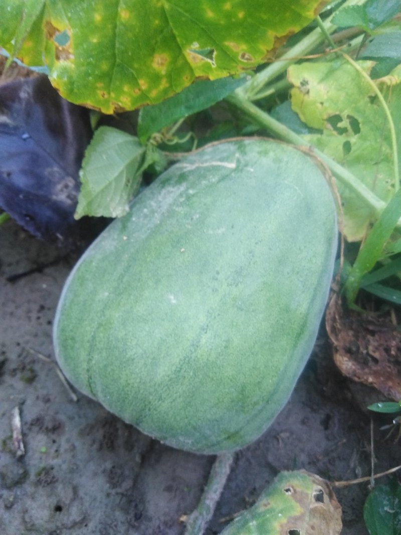 香瓜甜瓜脆瓜菜瓜烧瓜自家瓜6个品种混装