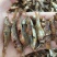 醴陵风味火焙鱼.3到4厘米长，自然生长捕捞。