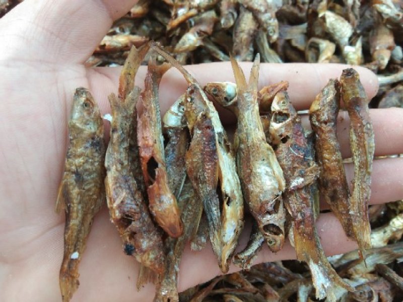 醴陵风味火焙鱼.3到4厘米长，自然生长捕捞。