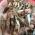 醴陵风味火焙鱼.3到4厘米长，自然生长捕捞。