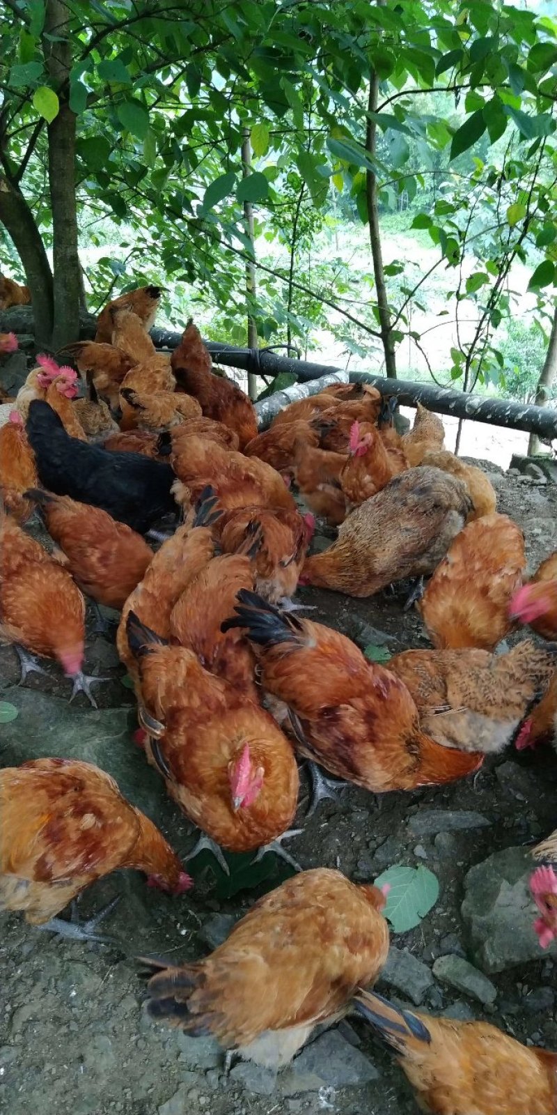 土鸡、粮食鸡