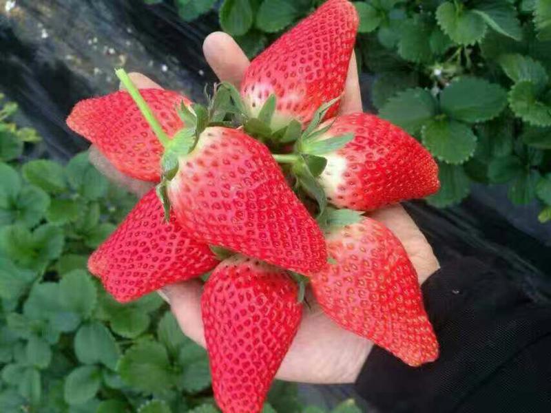 优质甜宝草莓苗章姬草莓甜查理草莓苗提供详细技术指导