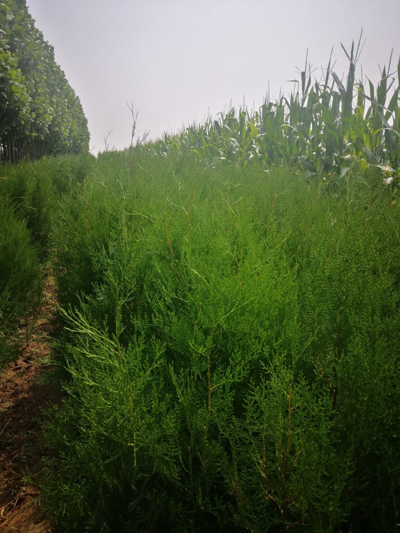侧柏，各种规格的侧柏苗。