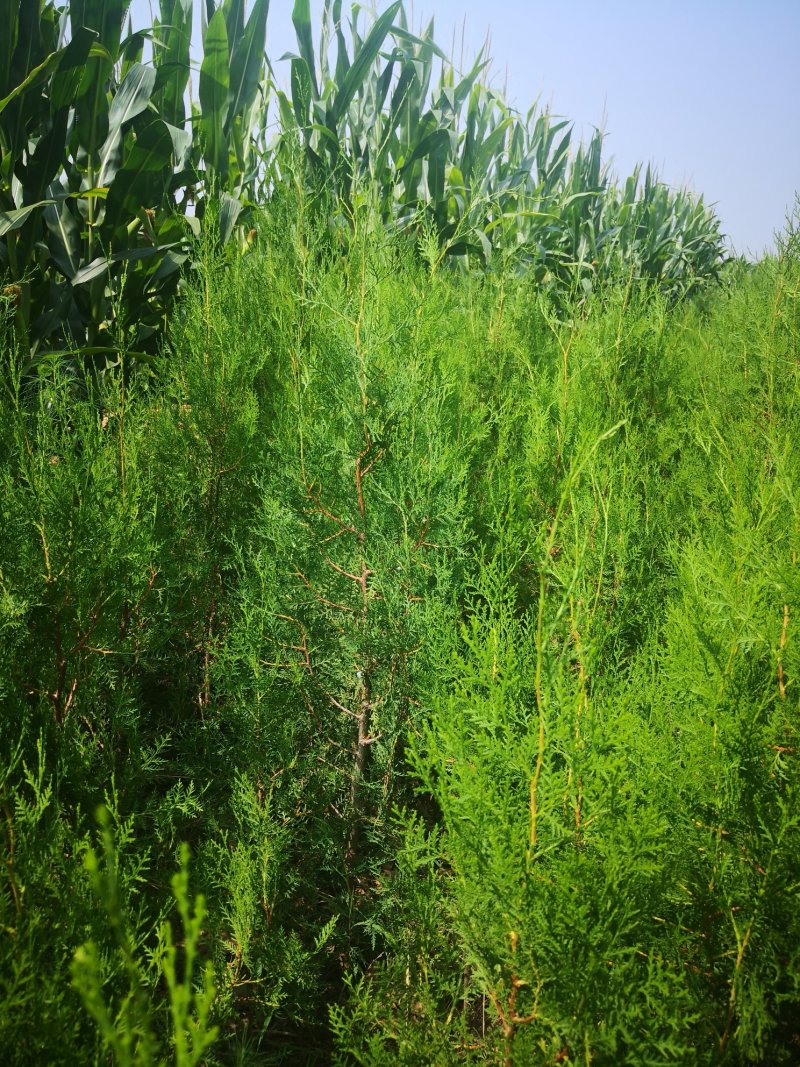 侧柏，各种规格的侧柏苗。