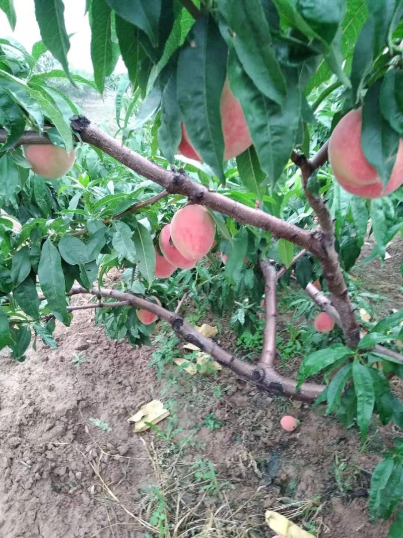 水蜜桃
