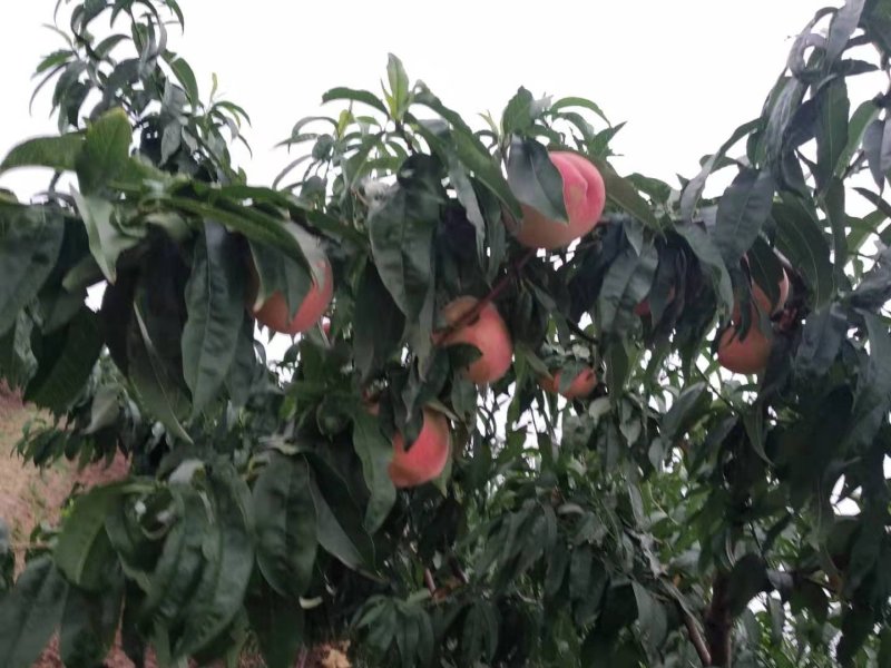 水蜜桃