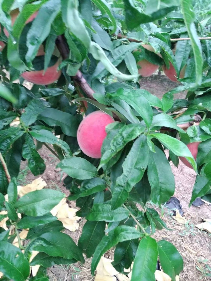 水蜜桃