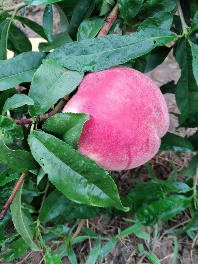 水蜜桃