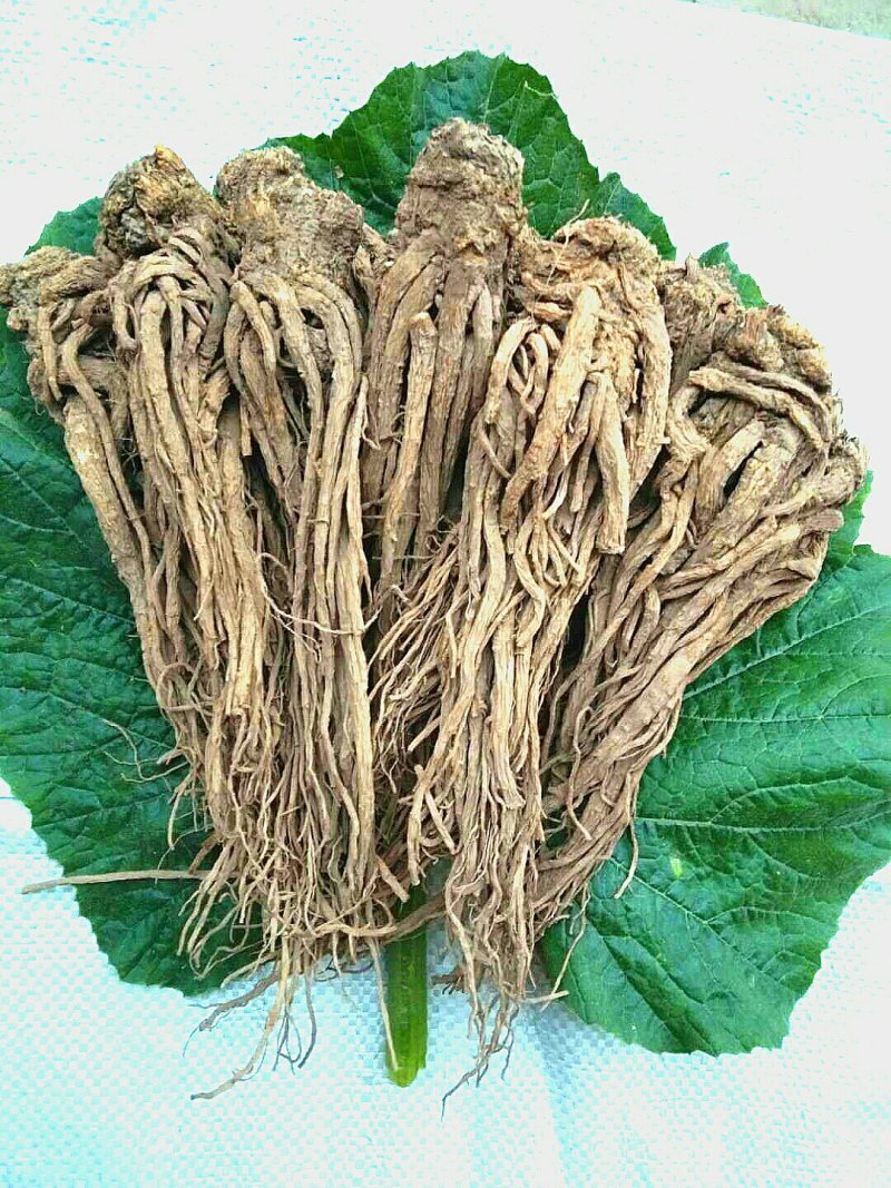 产自千年药乡，道地药材岷当归，新货无硫药味浓香。